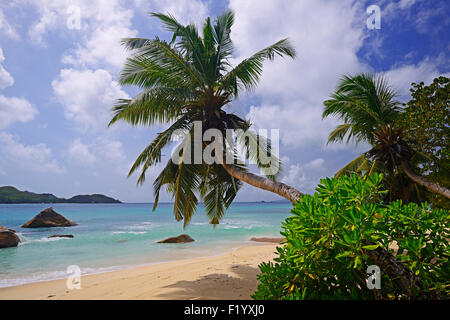 Palmen am Strand von Anse Boudin, Insel Praslin, Seychellen Stockfoto