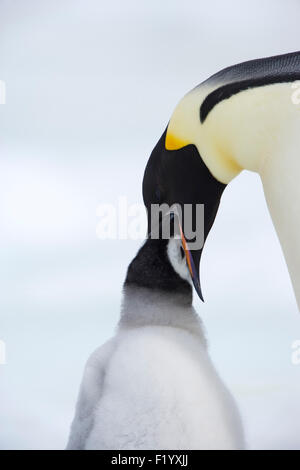 Kaiserpinguin (Aptenodytes Forsteri) Erwachsenen Fütterung der Küken Snow Hill Island Antarktis Stockfoto