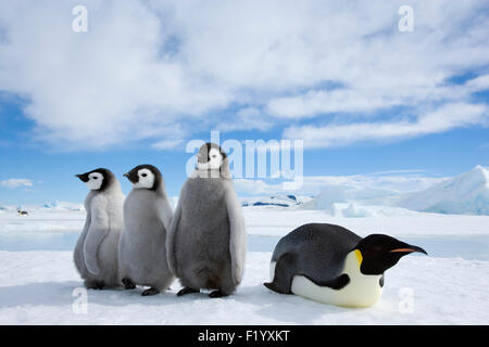 Kaiserpinguin (Aptenodytes Forsteri) Altvogel drei Küken Eis Snow Hill Island Antarktis Stockfoto