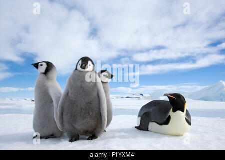 Kaiserpinguin (Aptenodytes Forsteri) Altvogel drei Küken Eis Snow Hill Island Antarktis Stockfoto