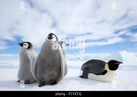 Kaiserpinguin (Aptenodytes Forsteri) Altvogel drei Küken Eis Snow Hill Island Antarktis Stockfoto