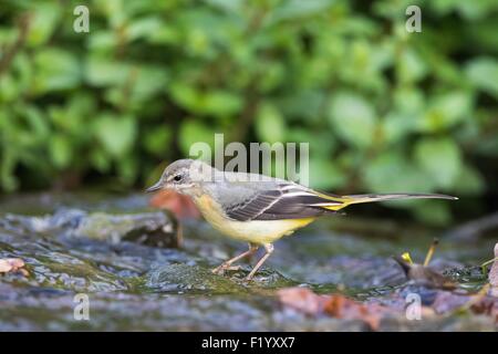 Gebirgsstelze (Motacilla Cinerea), Weiblich, stehend auf Stein im Stream, Hessen, Deutschland Stockfoto