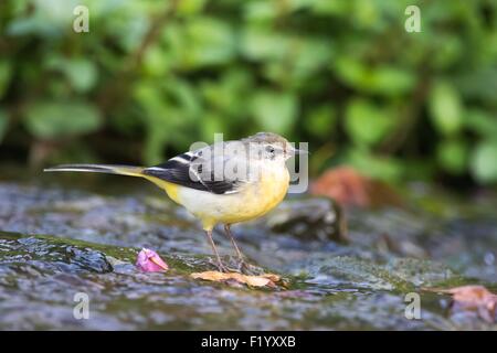 Gebirgsstelze (Motacilla Cinerea), Weiblich, stehend auf Stein im Stream, Hessen, Deutschland Stockfoto