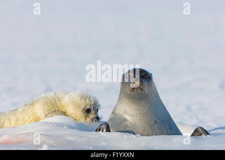 Ringelrobbe (Pusa Hispida Phoca Hispida) Mutter mit Blick vom atmen Loch Baby lag neben dem Svalbard Stockfoto