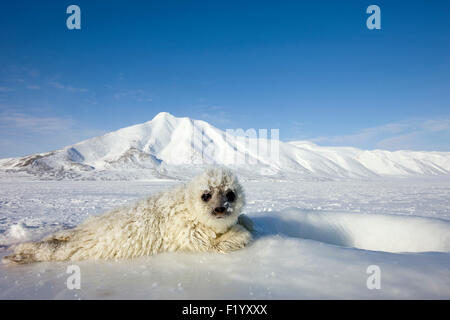 Ringelrobbe (Pusa Hispida Phoca Hispida) Pup Eis neben Atmung Loch seiner Mutter Svalbard Stockfoto