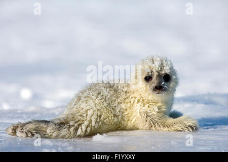 Ringelrobbe (Pusa Hispida Phoca Hispida) Welpe liegend Eis Svalbard Stockfoto