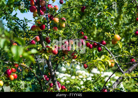 Pflaumen auf Baum Stockfoto