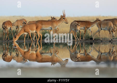 Wilde Saiga-Antilopen Giessen während morgen steppe Stockfoto