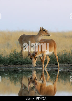 Wilde Saiga-Antilopen Giessen während morgen steppe Stockfoto