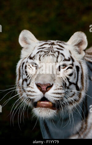 White-Bengal-Tiger (Panthera Tigris) Portrait von Erwachsenen Safaripark Stukenbrock Deutschland Stockfoto