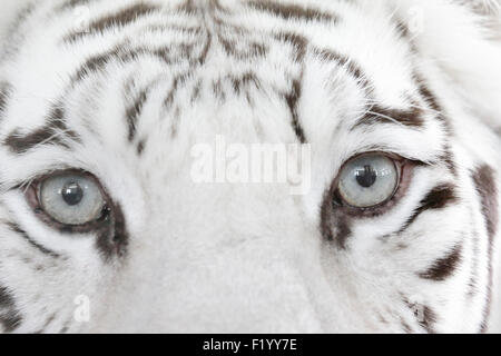White-Bengal-Tiger (Panthera Tigris) close-up Augen Safaripark Stukenbrock Deutschland Stockfoto