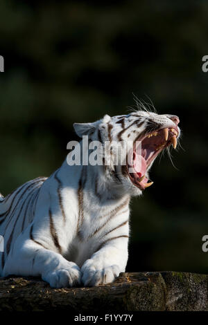 Weißen Bengal Tiger (Panthera Tigris) Erwachsenen liegenden Felsen während gähnende Stukenbrock Safaripark Deutschland Stockfoto