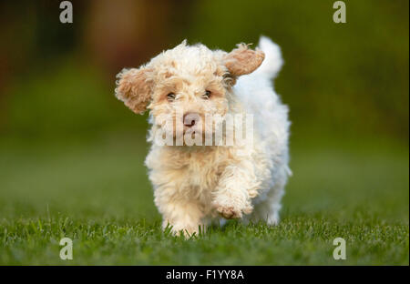 Lagotto Romagnolo. Welpe läuft auf einer Wiese Deutschland Stockfoto