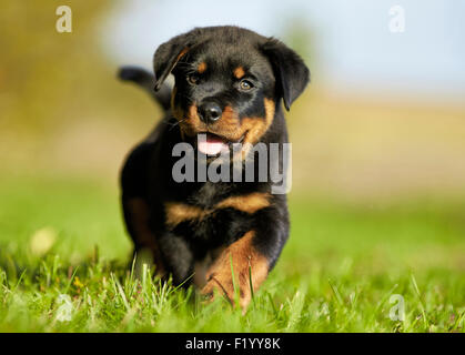 Rottweiler. Welpen gehen auf einem Rasen Deutschland Stockfoto