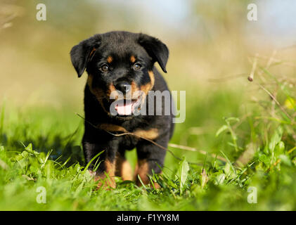 Rottweiler Welpen stehen Rasen Deutschland Stockfoto