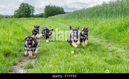 Deutscher Schäferhund, Schäferhund. Sechs Welpen, die auf einem Pfad Deutschland Stockfoto