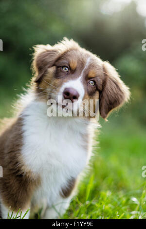 Australian Shepherd-Portrait des Welpen Whith gespannt seine Heacd Deutschland Stockfoto