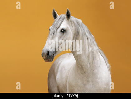 Lipizzaner Pferde Porträt von Hengst Conversano Sessana 61 Piber Eidgenössischen Gestüt Österreich Stockfoto