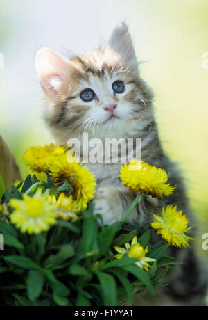 Norwegische Wald Katze Tabby Kitten hinter gelben Stroh Gänseblümchen Deutschland Stockfoto