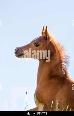 Arabisches Pferd Porträt von Kastanien Fohlen Österreich Stockfoto