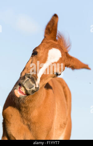 Arabisches Pferd Porträt von Kastanien Fohlen Kopfschütteln Österreich Stockfoto