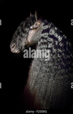 Friesische Pferd Porträt der schwarze Hengst auf schwarzem Hintergrund Deutschland Stockfoto