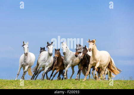 Inländische Pferd gemischte Herde von verschiedenen Rassen galoppierenden Weide Deutschland Stockfoto