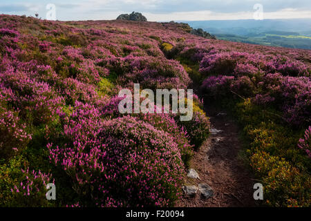 Ein Teppich aus lila Heidekraut auf dem Gipfel des Stiperstones, Shropshire Hügel, Shropshire, England. Stockfoto