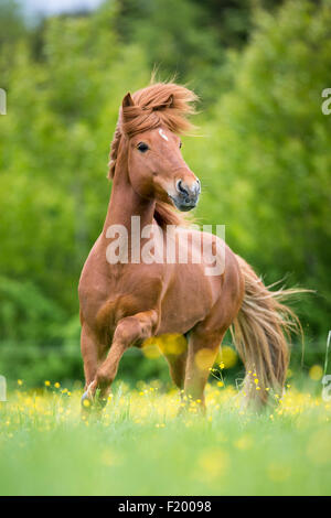 Isländische Rosskastanie Hengst Trab Weide Österreich Stockfoto