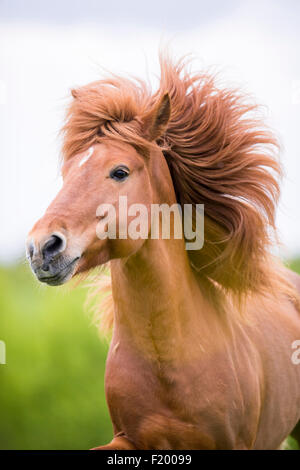 Isländische Pferd Porträt der Fuchshengst Mähne fließt Österreich Stockfoto