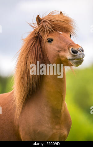 Isländische Pferd Porträt der Fuchshengst tun Flehmen Österreich Stockfoto