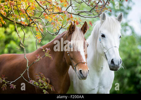 Paso Fino und Aegidienberger Stute stehen unter Baum Frühling Österreich Stockfoto