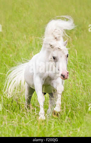 Welsh Mountain Pony Abschnitt grau Hengst galoppierenden Weide Deutschland Stockfoto