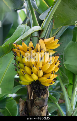 Banane (Cavendish) Musa Acuminata "Dwarf Cavendish" Stockfoto