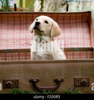 gelber Labrador Retriever Welpen Stockfoto