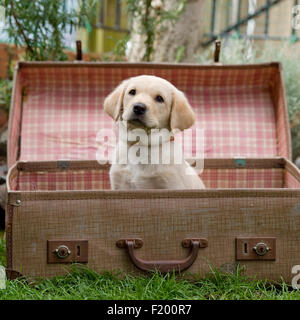 Labrador Retriever, gelbe Welpen Stockfoto