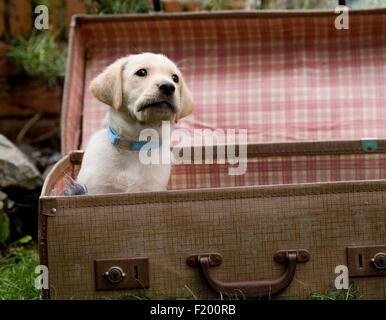 gelber Labrador Retriever Welpen Stockfoto