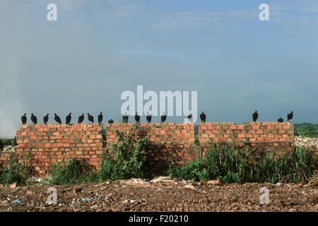 Macapa, Amapa Zustand, Brasilien. Zeile der Geier sitzen auf eine raue Ziegelwand mit Müll vor. Stockfoto