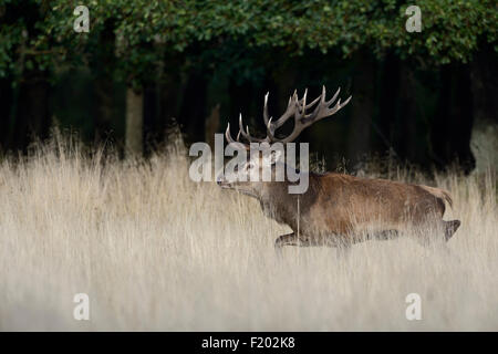 Mächtiger Rothirsch ( Cervus elaphus ) zieht durch hohes Gras (Dänemark), Europa. Stockfoto