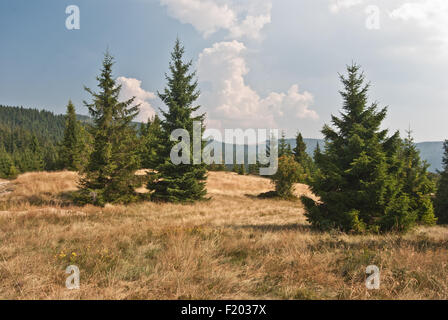 Wiese mit isolierten Baum auf Hügel namens Bukowina Wakzmundzka in Gorce Gebirge in Polen Stockfoto