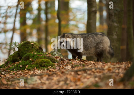 Marderhund / Marderhund (Nyctereutes Procyonoides) steht gerade im Herbst, herbstlichen Wald (Deutschland). Stockfoto