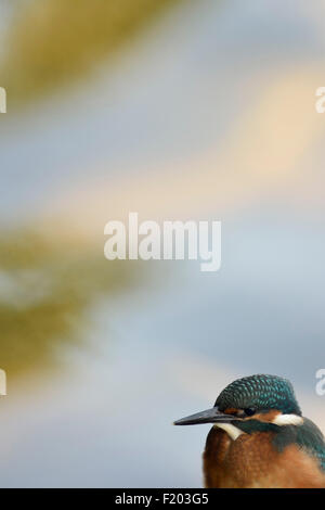 Young-Alcedo Atthis / Eisvogel / Eisvogel mit viel freien Raum für Text mehr. Stockfoto