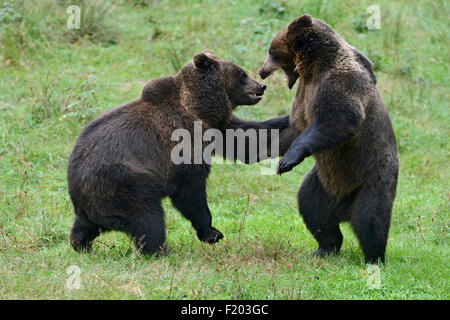 Ursus Arctos / eurasischen Brown Bear / Brown Bear / Europaeische Braunbaeren spielen mit einander. Stockfoto
