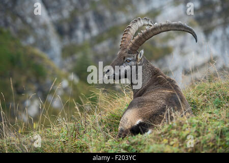 Männlicher wilder Alpensteinbock / Capra Steinbock / Steinbock / Alpensteinbock in Hochgebirge, Tierwelt, Europa, Schweiz, Berner Oberland. Stockfoto