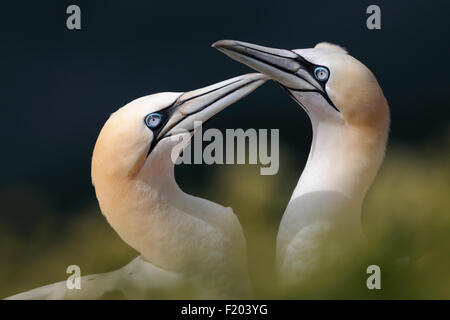 Morus Bassanus / Basstölpel / Basstoelpel paar begrüßen. Stockfoto