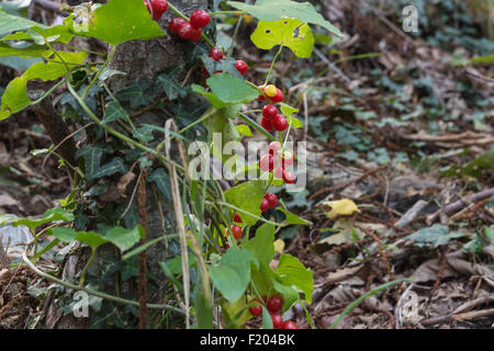 Cranberry Frucht auf den Büschen hautnah. Stockfoto