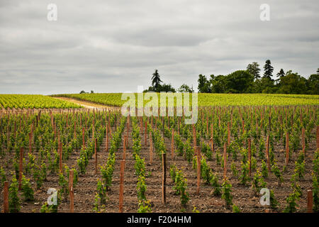 Château Lagrange, Aquitaine. Gironde, Saint Julien de Beychevelle, Bourdeaux, Frankreich Stockfoto