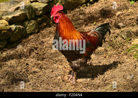 Irland, Grafschaft Tyrone, Omagh, Ulster American Folk Park, ein Hahn am Mellon Homestead bummeln. Stockfoto