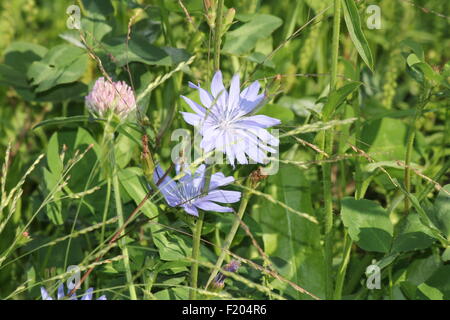 Gemeinsamen Chicorée, Cichorium Intybus, ist eine etwas holzig, mehrjährige krautige Pflanze in der Regel mit leuchtend blauen Blüten. Stockfoto