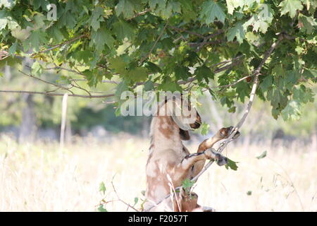 Ziege stehend auf Hinterbeinen Essen Baum Blätter vom Baum. Stockfoto